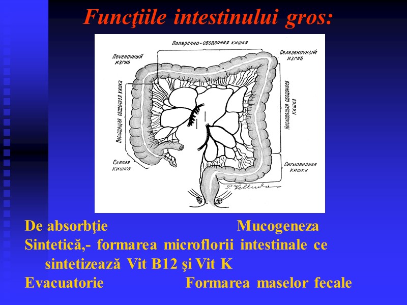 Funcţiile intestinului gros: De absorbţie         